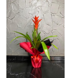 Guzmania Saksı Çiçeği